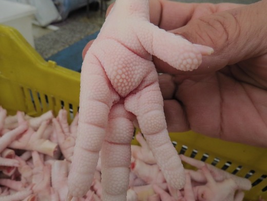 Halal Frozen Chicken Feet And Frozen Beef 