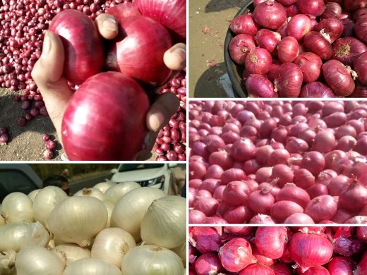Pink Onion