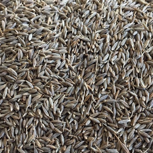 Cumin Seed