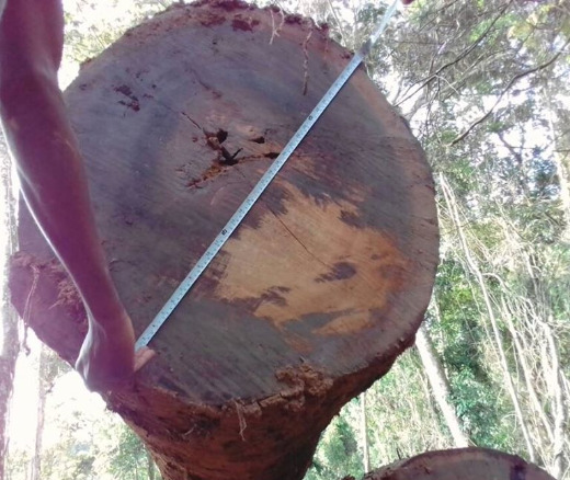 High Grade Bubinga Wood Logs and Lumber/Sawn (Kevazingo) 