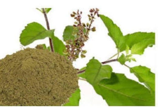 Tulsi Powder