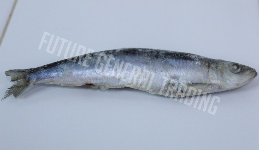 Sardine & Filet of Sardine