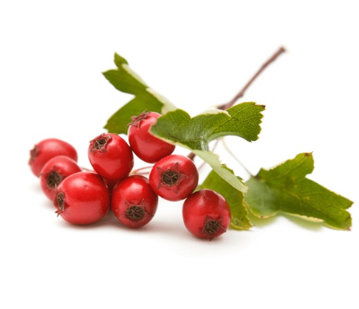 Hawthorn Extract