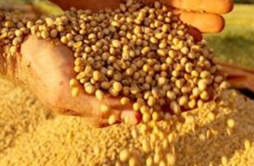 Soybean GMO & NON GMO