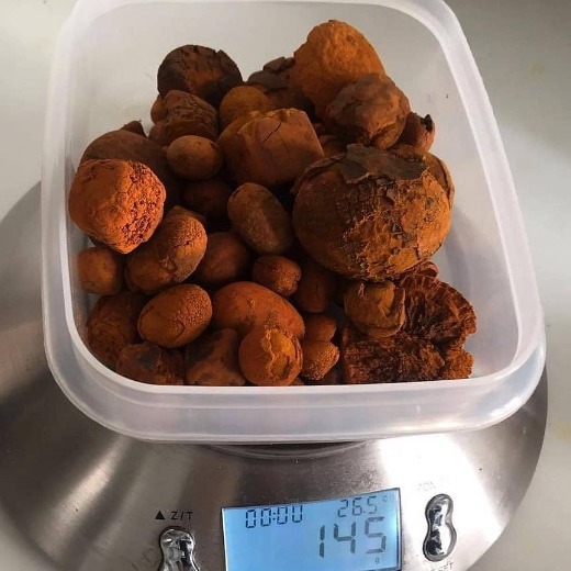 cow gallstone 