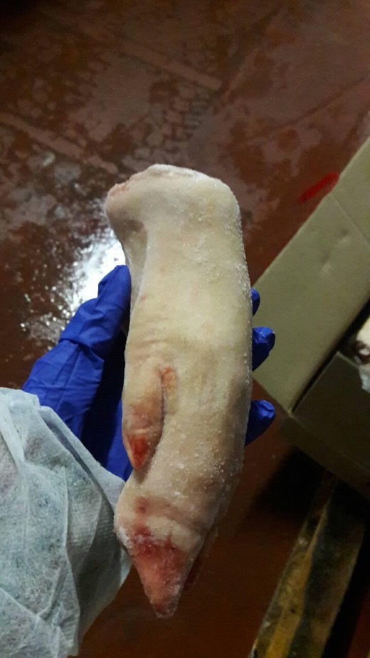 Frozen Pork Front Feet
