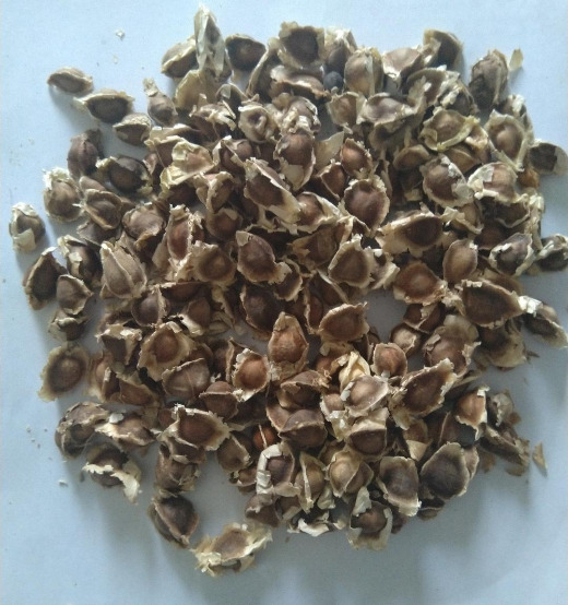 Raw Moringa seeds