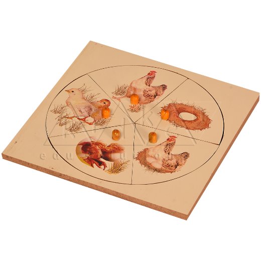 Evolution Life Story of a Hen  ZW25