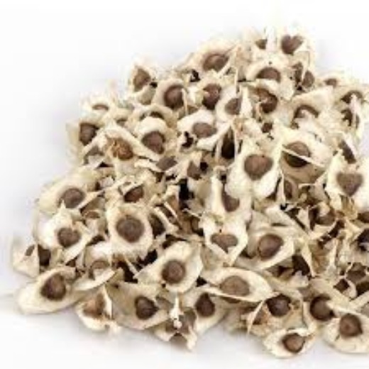 Moringa Seeds with Wings