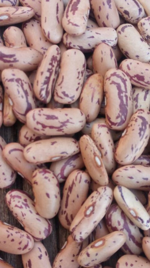Red Speckled Sugar Beans