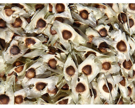 Moringa Seeds for Plantation