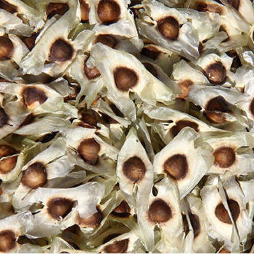 Moringa Seeds for Plantation