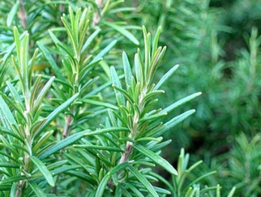 Rosemary