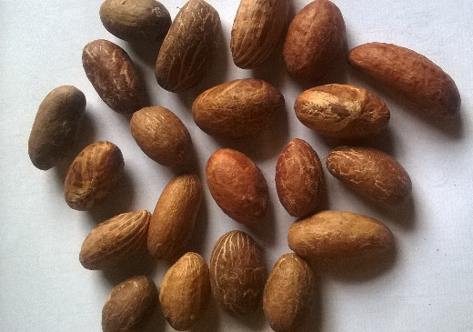 Garcinia kola( Bitter Kola nuts)