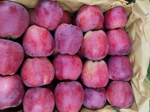 Yellow & Red Apple From Uremia-Iran