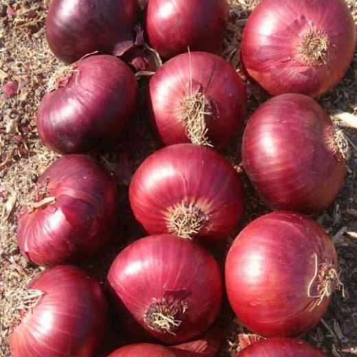 Onion