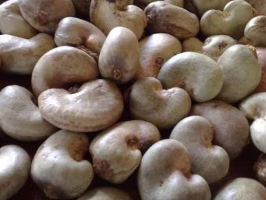 Cashew