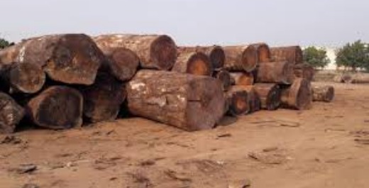 African hard wood timber and lumber logs ready for sale