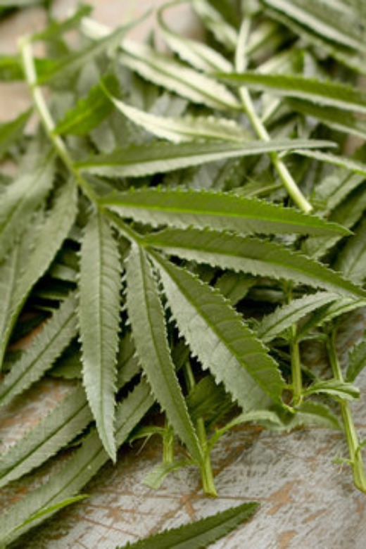 Calendula Officinalis Dried Leaves