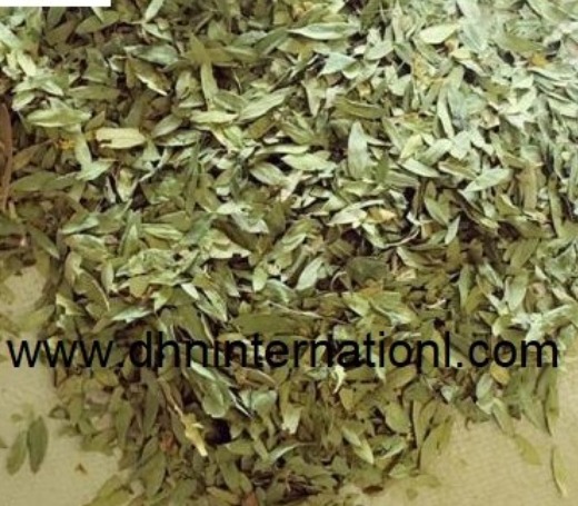 Good Quality senna leaves Pods & Extract For Pharmaceutical grade