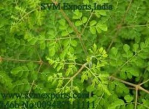 Best Quality Moringa Tea Cut Leaf Exporters From SVM Exports