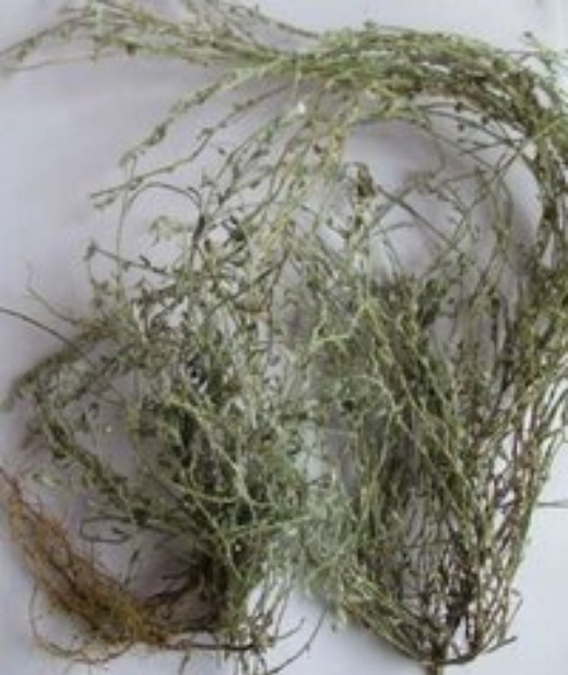 Evolvulus Alsinoides Dried Leaves