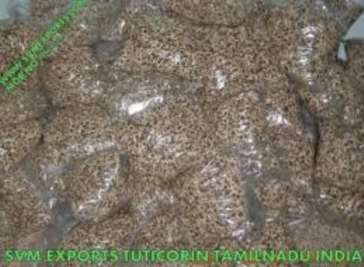 High Grade Moringa PKM1 Seed Suppliers