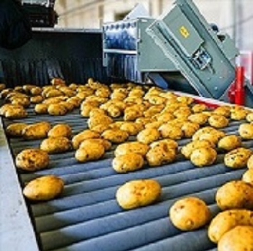 Potato set 6S strictly selected potato wholesale