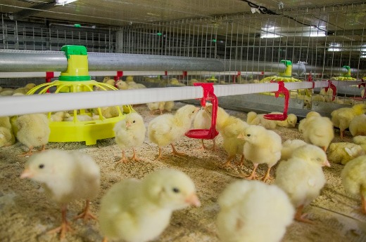 Feeder System (Poultry equipment) 