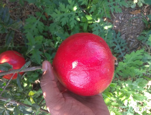 Pomegranate