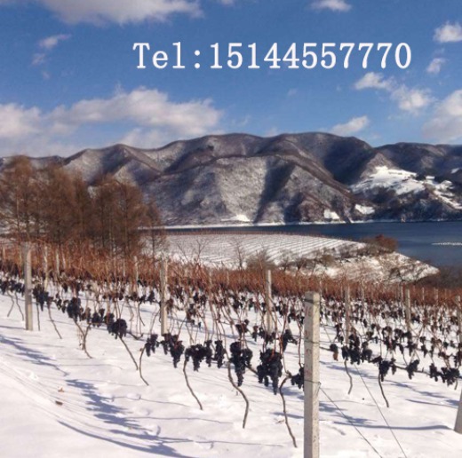 Ice Grape Wine Changbai Mountain