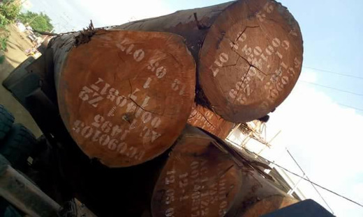 African Hard Wood Timber Logs & Lumber For Sale , West Africa Timber Logs , Cheap Hardwood Logs For Sale 