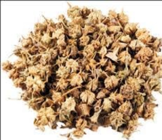Gokhru Seeds