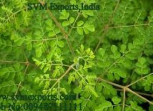 Best Quality Moringa Tea Cut Leaf Exporters From SVM Exports