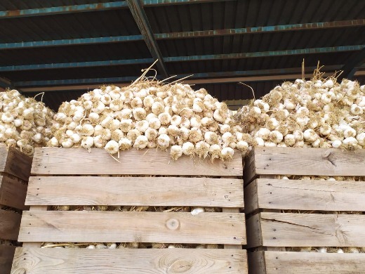 GARLIC FROM SPAIN