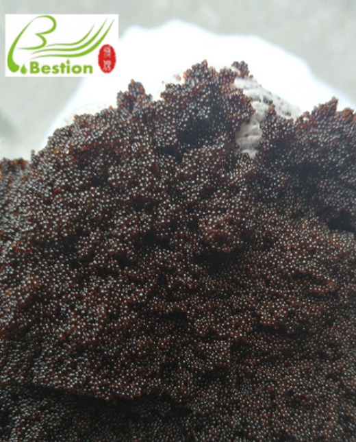 lindera aggregata leaves Flavonoid extract resin