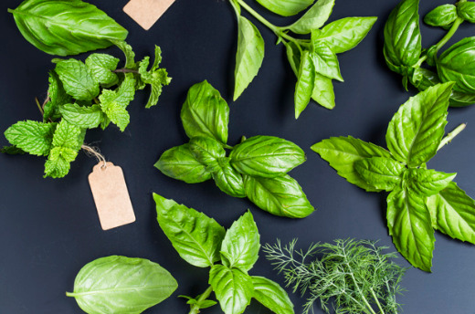 peppermint ( german michen ) 