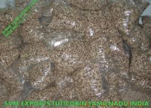 Natural Moringa PKM1 Seed Exporters From SVM Exports India