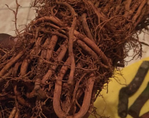 Sarsaparilla Root