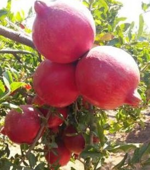 Fresh Fruit and Vegetables