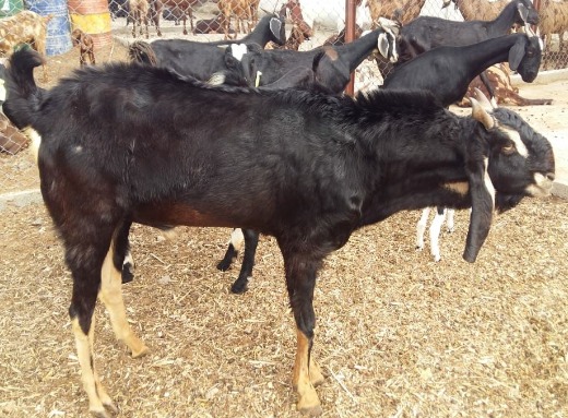 LIVESTOCK GOAT AND GOAT MEAT