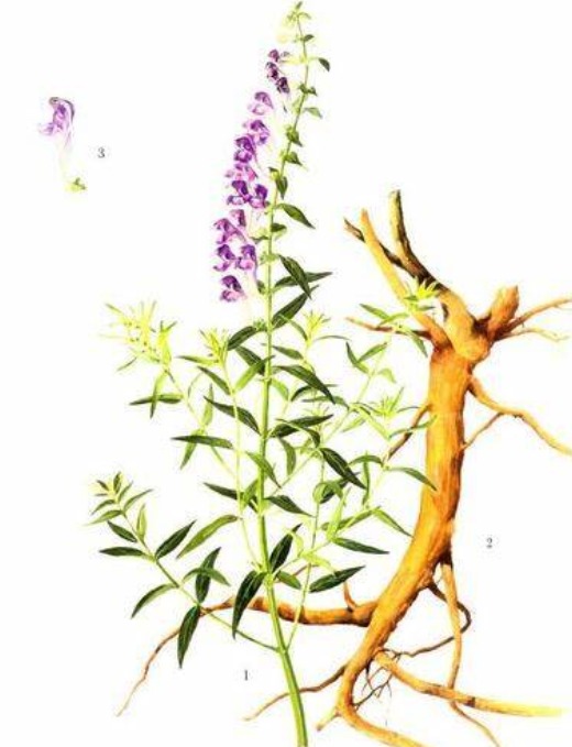 Scutellaria Extract