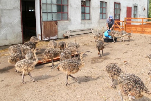 Ostrich Chicks,eggs And Feathers For Sal