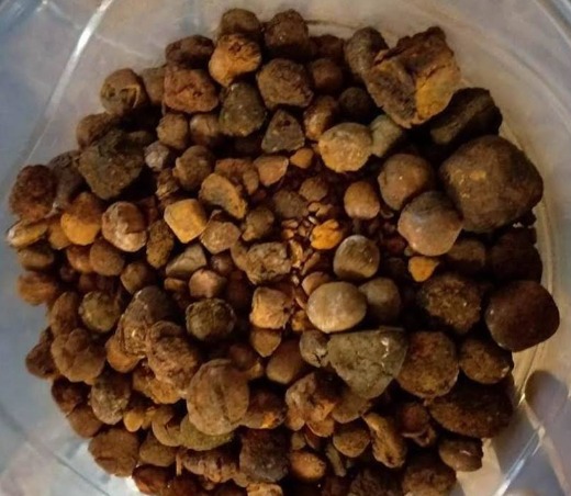Cow/Ox/Cattle Gallstones for sell