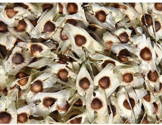 Moringa Seeds for Plantation