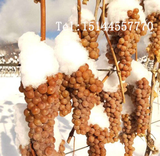 Vidal ice wine Changbai Mountain