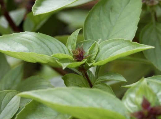 Vietnamese Basil