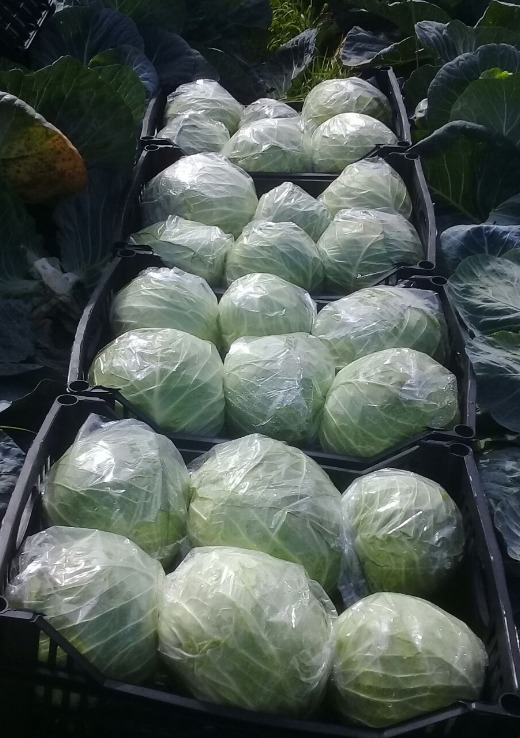 Iceberg Cabbage 