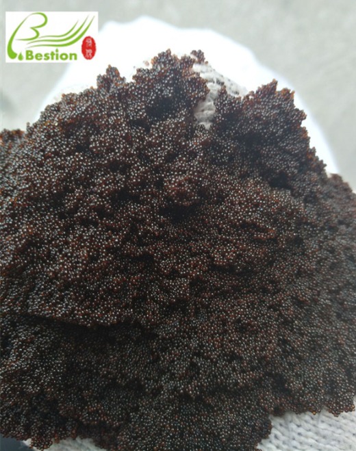 Salidroside extraction resin