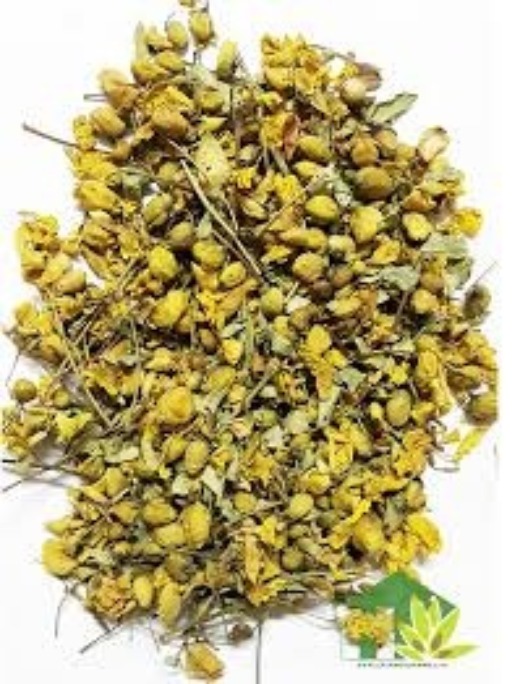 Cassia Auriculata Dried Flower